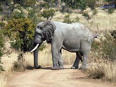 090516_Pilanesberg 157